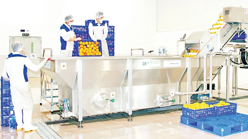 Dây chuyền sản xuất của Nhà máy chế biến hoa quả tươi và thảo dược tươi Vân Hồ, huyện Vân Hồ, tỉnh Sơn La. (Ảnh MẠNH HỒNG)