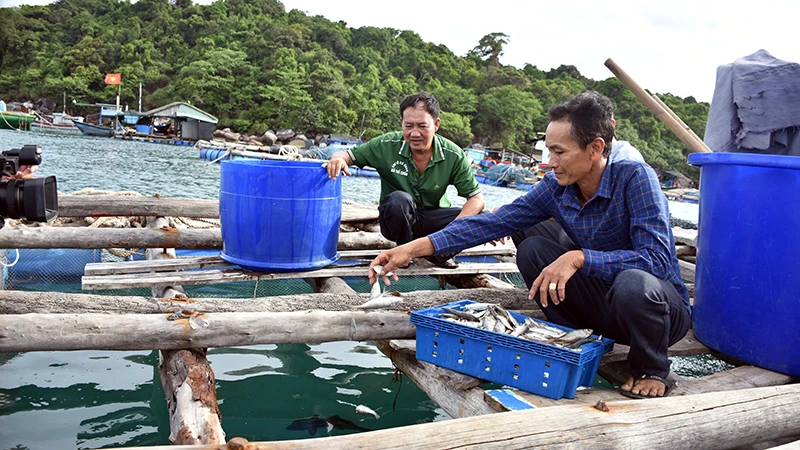 Nuôi cá lồng bè ở xã đảo Thổ Châu, thành phố Phú Quốc. (Ảnh: QUỐC TRINH)