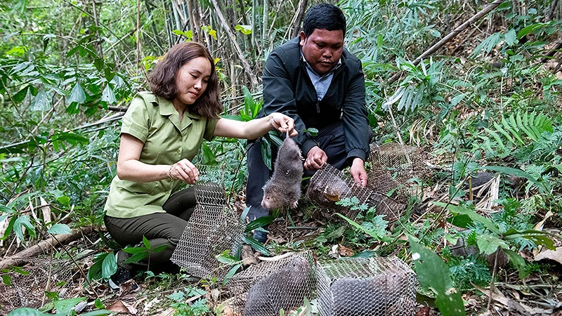 Lực lượng chức năng tỉnh Kon Tum thả động vật hoang dã về lại môi trường tự nhiên. (Ảnh ĐỨC THÀNH)