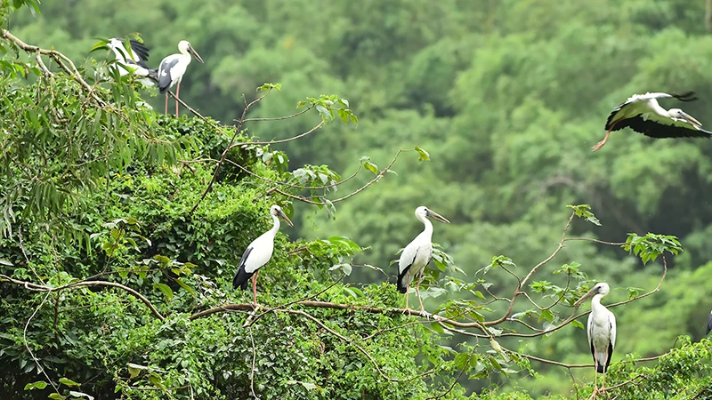 Nhiều loài chim hoang dã được sinh sống, bảo tồn tại Vườn chim Thung Nham, tỉnh Ninh Bình. (Ảnh MỸ HÀ)