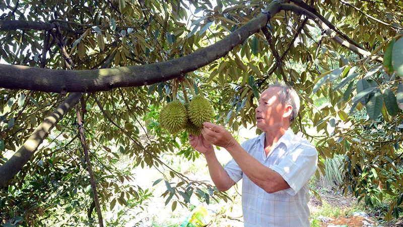 Nông dân huyện Cái Bè (Tiền Giang) kiểm tra vườn sầu riêng. (Ảnh NGUYỄN SỰ)