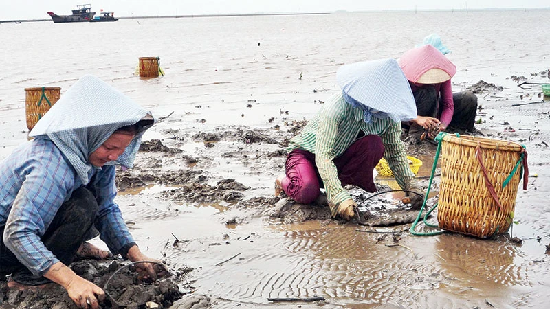 Khai thác nghêu tại tỉnh Bến Tre.