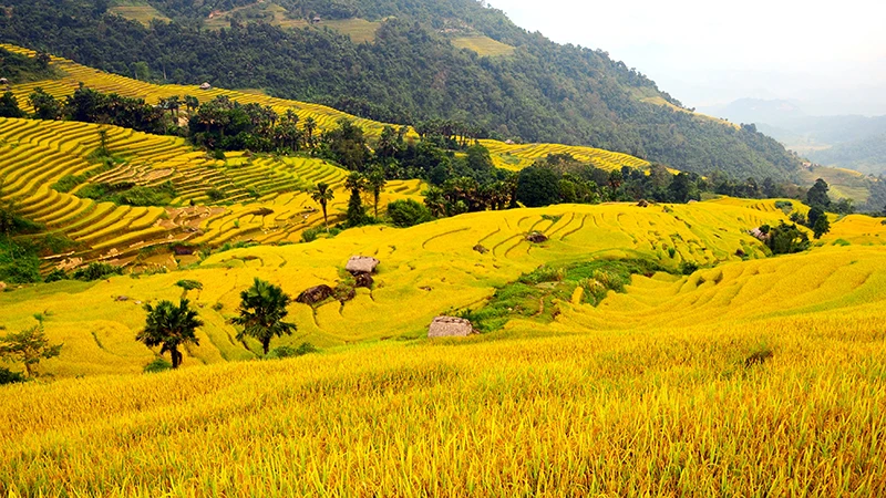 Ruộng bậc thang ở thôn Lùng Vài, xã Phương Độ, thành phố Hà Giang. (Ảnh Lê Na)