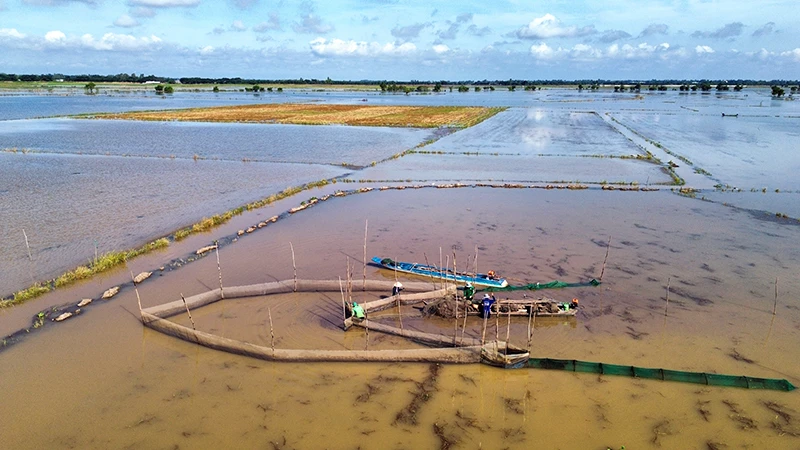 Cánh đồng biên giới Bình Hòa Hạ, xã Thường Lạc, huyện Hồng Ngự, tỉnh Đồng Tháp, nước chỉ mới tràn đồng.