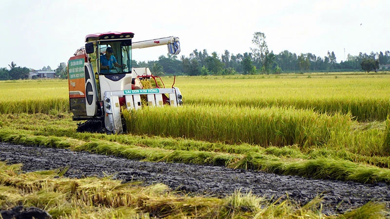 Thu hoạch lúa tại Hợp tác xã Dịch vụ nông nghiệp Thắng Lợi, xã Láng Biển, huyện Tháp Mười, tỉnh Đồng Tháp. (Ảnh HỮU NGHĨA)