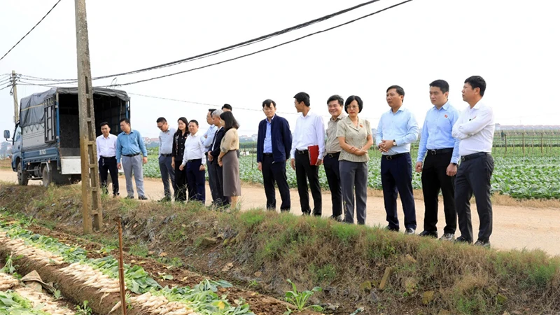 Đoàn giám sát khảo sát thực tế khu vực đất bãi bồi ven sông Hồng thuộc địa bàn huyện Mê Linh. (Ảnh Lê Hải)