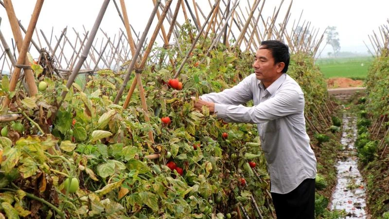 Quỹ hỗ trợ nông dân đã giúp gia đình ông Nguyễn Văn Khang, xã Việt Đoàn, huyện Tiên Du, tỉnh Bắc Ninh có vốn để sản xuất, phát triển kinh tế.