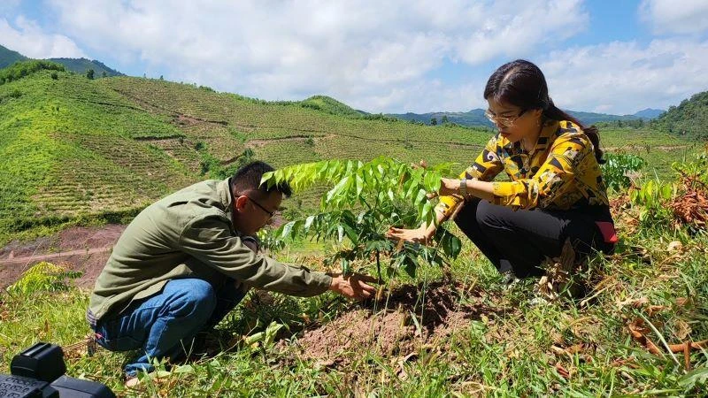Cán bộ kỹ thuật của Công ty TNHH MTV Lâm Nghiệp Ba Chẽ kiểm tra độ tăng trưởng của cây lim xanh.