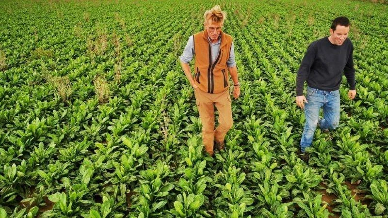 Emmanuel Lefebvre và Christophe Mazingarbe thăm cánh đồng trồng rau diếp của mình. (Ảnh: REUTERS)