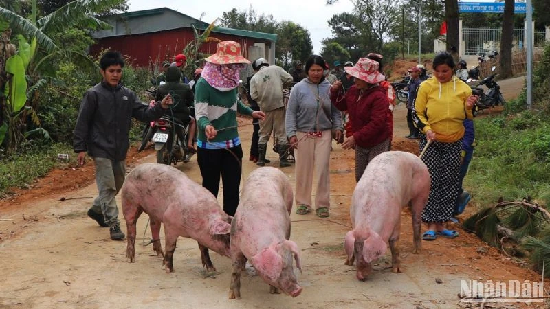 Bà con dân tộc thiểu số huyện Tu Mơ Rông vui mừng nhận lợn để ăn Tết Nguyên đán 2023.