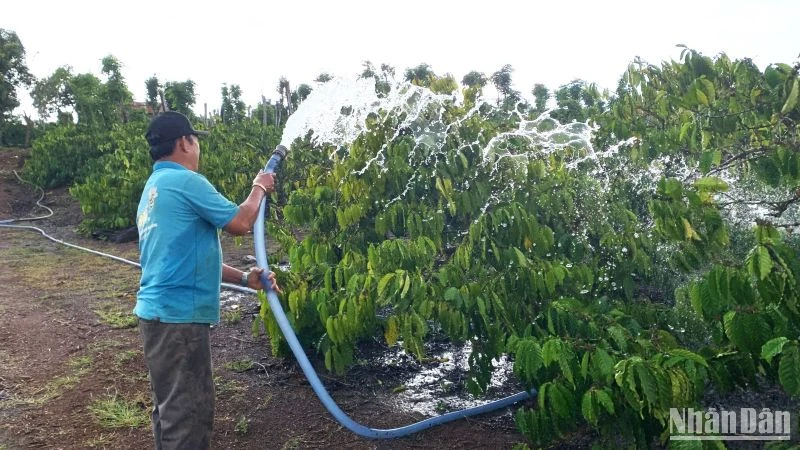Sau những ngày đón Tết, vui Xuân Quý Mão 2023, ngày 29/1 (tức mồng 8 Tết), người trồng cà-phê ở Đắk Lắk cũng như các tỉnh Tây Nguyên lại hối hả ra đồng tưới nước đợt 2 cho vườn cà-phê.