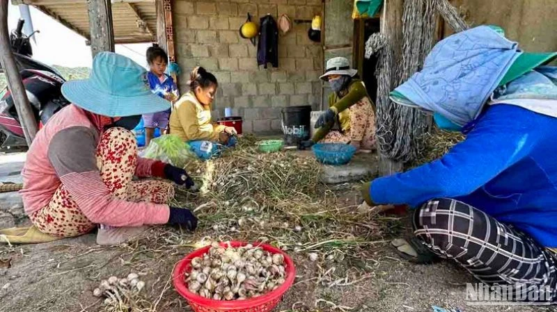 Nông dân trồng tỏi thôn Thái An, xã Vĩnh Hải, huyện Ninh Hải, tỉnh Ninh Thuận điêu đứng với chuyện tỏi mất mùa, mất giá.