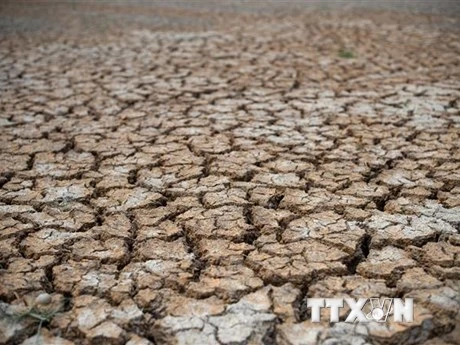 Cánh đồng lúa khô hạn. (Ảnh: AFP/TTXVN)