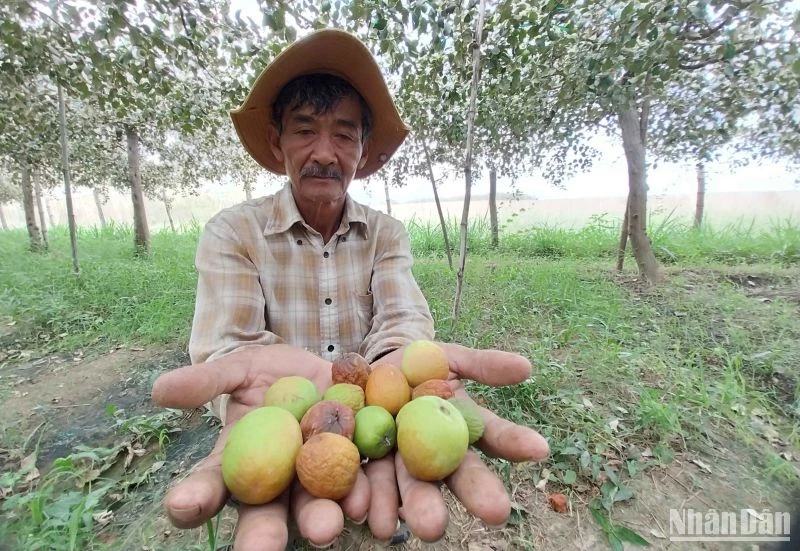 Nông dân Nguyễn Đức Thịnh ở xã Phước Sơn, huyện Ninh Phước, tỉnh Ninh Thuận chua xót với cảnh táo non bị chết yểu và rụng trong vườn trồng 1,5 sào của gia đình, khiến năng suất giảm hơn 50% so với những vụ thu hoạch trước đây. 