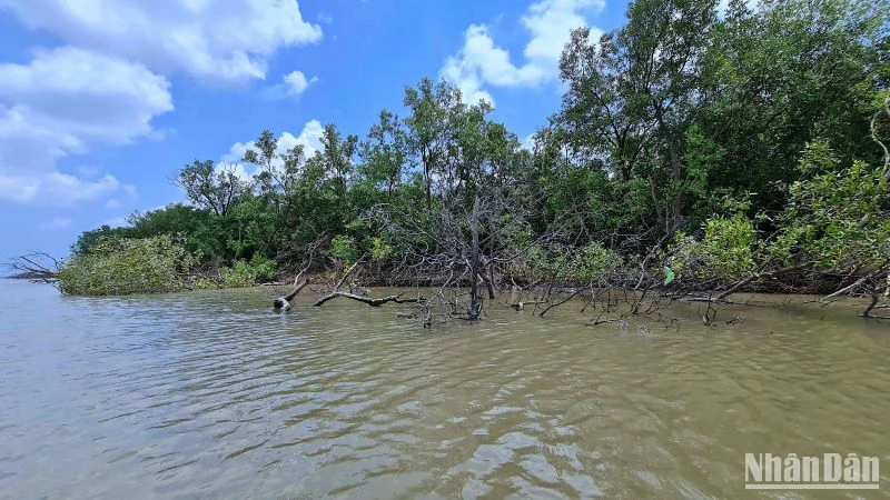 Cây rừng ven biển Cà Mau bị sóng dữ tàn phá, uy hiếp an toàn đê biển.