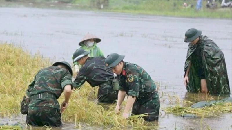 Cán bộ, học viên Trường Quân sự Bộ Tư lệnh Thủ đô Hà Nội giúp nhân dân thu hoạch lúa.