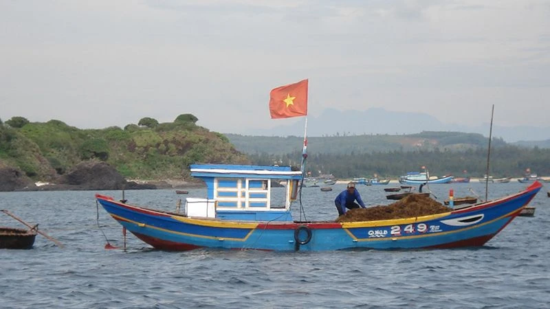 Khu vực ven biển huyện Bình Sơn (Quảng Ngãi) là nơi có vùng rong mơ tự nhiên tương đối phong phú.