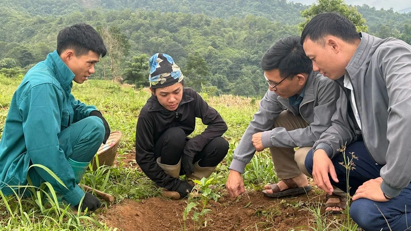 Cán bộ kỹ thuật nông nghiệp huyện Mường Ảng hướng dẫn nông dân cách phát hiện sâu bệnh hại và cách trị bệnh trên cây cà phê theo từng chu kỳ sinh trưởng.