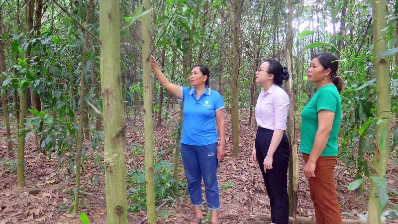 Gia đình bà Nông Thị Hằng, thôn Phục Hưng, xã Lương Thiện được vay 100 triệu đồng từ Phòng giao dịch Ngân hàng Chính sách xã hội huyện Sơn Dương để trồng keo.