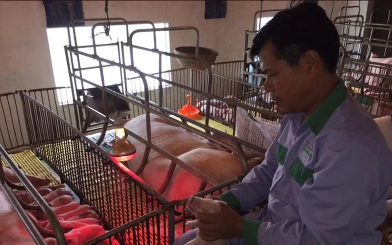 Ông Nguyễn Văn Lâm chăm sóc đàn lợn tại trang trại ở huyện Quốc Oai (Hà Nội). (Ảnh Sơn Tùng)