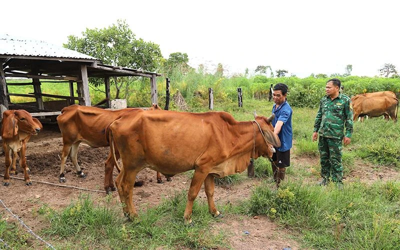 Cán bộ Đồn Biên phòng Ea H'leo, xã Ia R'vê, huyện Ea Súp, tỉnh Đắk Lắk thăm mô hình chăn nuôi bò của người dân địa phương do đồn hỗ trợ. 