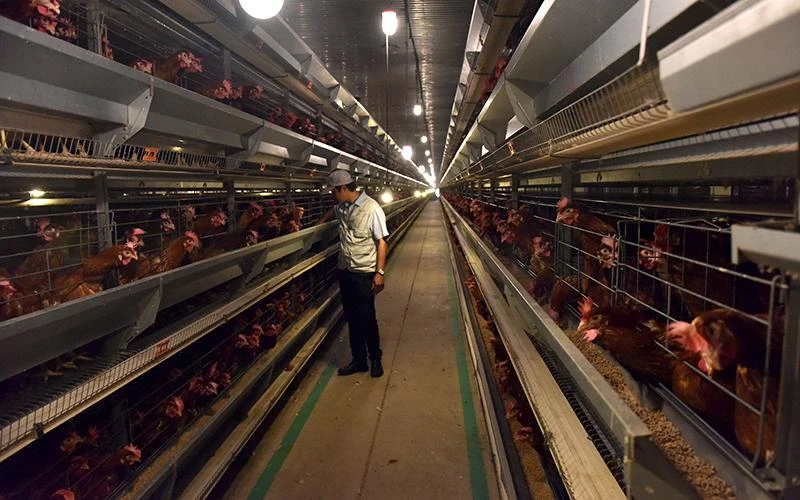 Khu chăn nuôi gà đẻ trứng áp dụng công nghệ cao Công ty Delco Farm, tỉnh Bắc Ninh. (Ảnh DUY ĐĂNG)