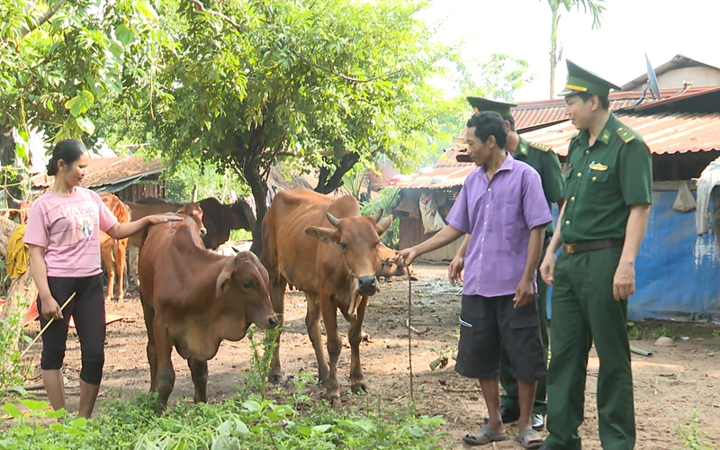 Cán bộ Đồn Biên phòng Lộc Thiện (xã Lộc Thiện, huyện Lộc Ninh, tỉnh Bình Phước) hướng dẫn đồng bào chăm sóc bò giống do đơn vị tặng.