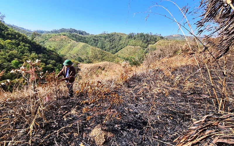 Gần 5ha rừng trồng cây sao xanh năm thứ 3 và thứ 4 bị các đối tượng đốt cháy chỉ trong thời gian từ cuối tháng 2 đến nay.