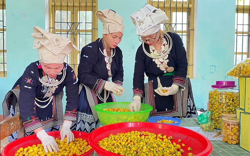 Chế biến trà hoa vàng tại Hợp tác xã nông lâm Nghĩa Tá, huyện Chợ Đồn, Bắc Kạn. (Ảnh KHÁNH LY)