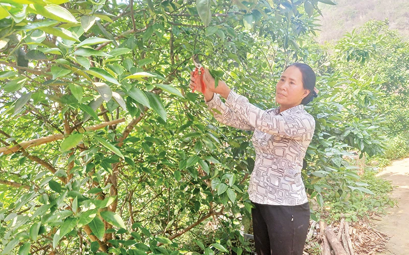 Nông dân Nguyễn Hồng Minh, phường Sông Bằng, thành phố Cao Bằng (Cao Bằng) chăm sóc cây bưởi da xanh tại trang trại của gia đình. 