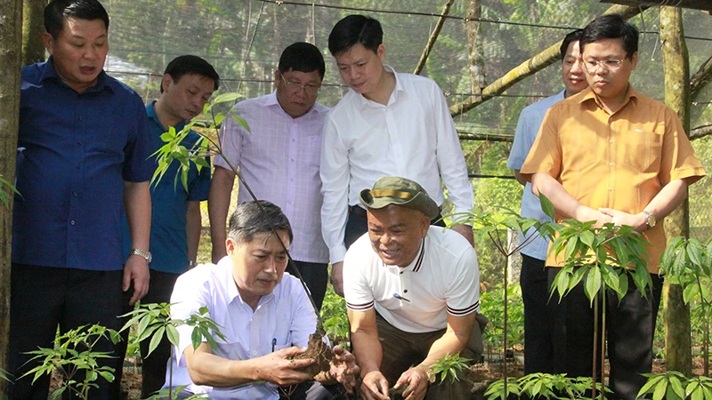 Bí thư Tỉnh ủy Sơn La Nguyễn Hữu Đông cùng đoàn công tác kiểm tra vườn sâm Ngọc Linh tại bản Sam Ta, xã Chiềng Chung, huyện Mai Sơn.