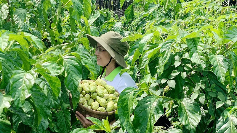 Thu hoạch trái nhàu nguyên liệu phục vụ sản xuất nước nhàu.