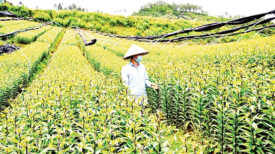 Trang trại trồng hoa ly Dương Hà, rộng hơn 4 ha ở phường Ô Quý Hồ, thị xã Sa Pa (Lào Cai). 