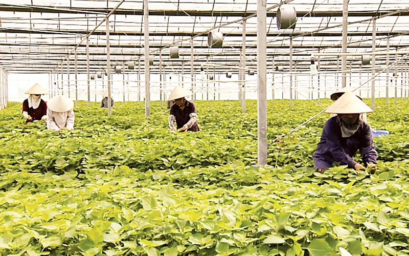  Mô hình nông nghiệp tuần hoàn của Công ty TNHH Nông nghiệp công nghệ cao Hồ Gươm (huyện Lương Tài).
