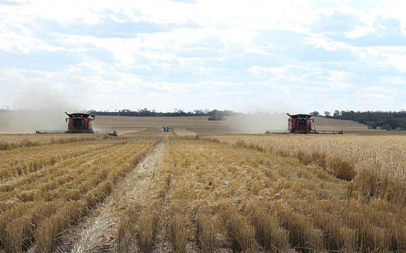 Các đợt hạn hán thường ảnh hưởng vụ lúa mì ở miền đông Australia. (Ảnh REUTERS)