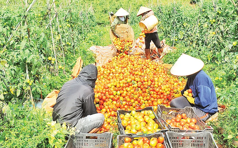 Sản phẩm cà chua hữu cơ của Hợp tác xã Nông nghiệp công nghệ cao Đắk Ha.