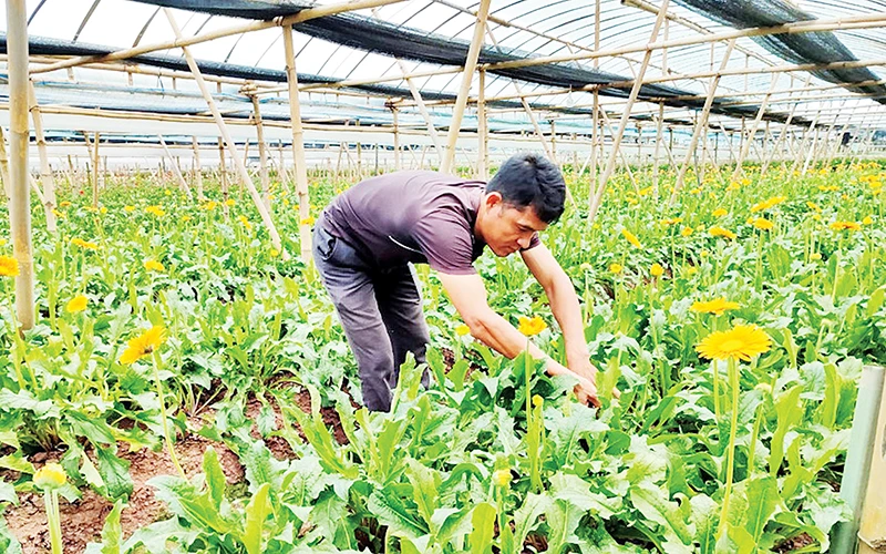 Anh Bùi Văn Khá chăm sóc cây hoa trong trang trại.
