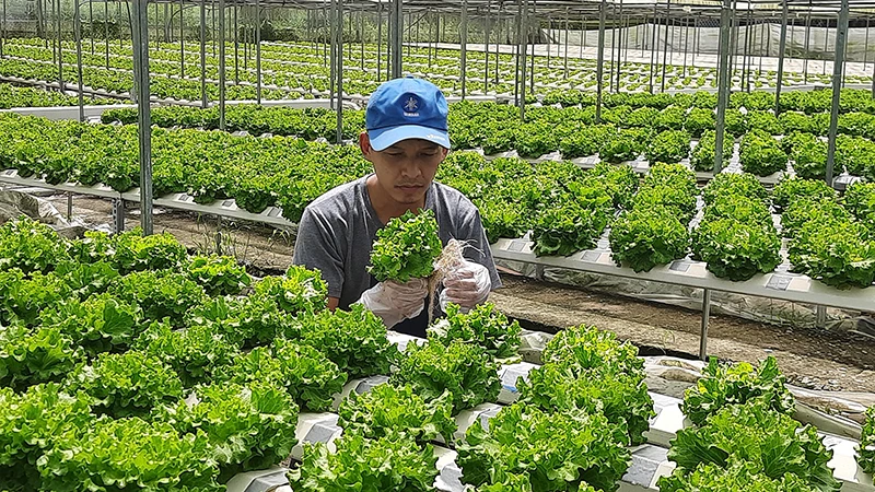 Sản xuất rau an toàn theo hướng công nghệ cao tại huyện Củ Chi, Thành phố Hồ Chí Minh.