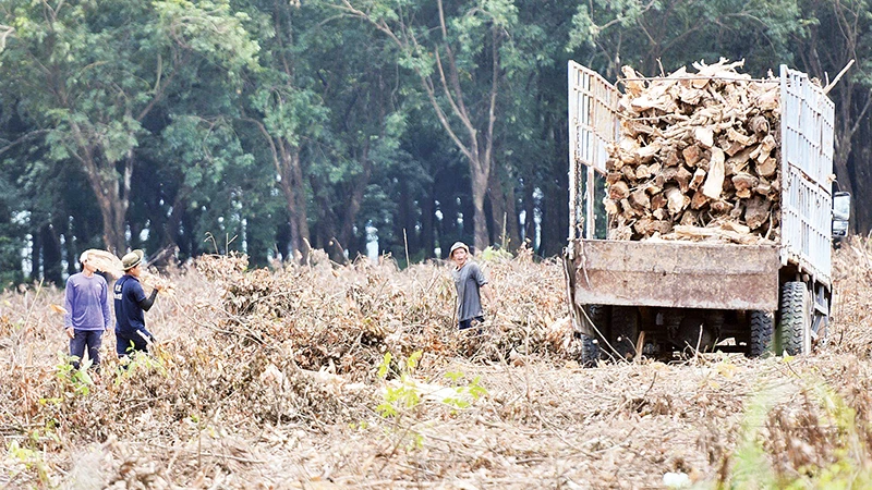Đốn hạ cây cao-su để giải phóng mặt bằng xây dựng khu tái định cư ở xã Long Đức, huyện Long Thành.