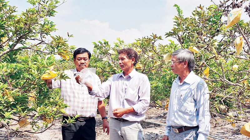 Một vườn chuyên canh cây mãng cầu (na) cho thu hoạch cao gấp nhiều lần so với trồng lúa ở Tây Ninh.