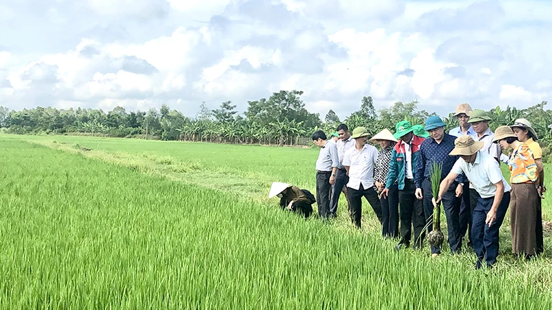 Mô hình sản xuất lúa hữu cơ, tuần hoàn tại xã Khánh Vĩnh Yên, huyện Can Lộc (Hà Tĩnh).