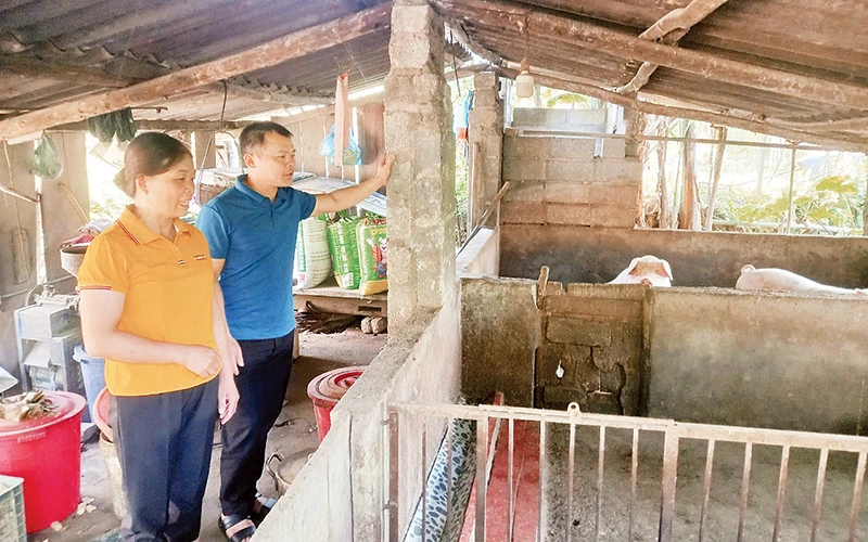 Gia đình chị Đinh Thị Hoa, ở xóm Phạc Sliến, xã Vân Trình, huyện Thạch An (Cao Bằng) đầu tư phát triển chăn nuôi, ổn định kinh tế gia đình.
