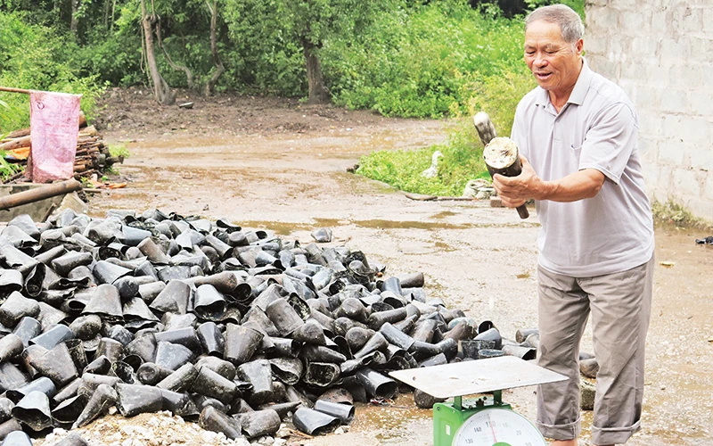Ông Kỳ Dùng Phú ở thôn Bản Mạ, Bắc Xa, Đình Lập (Lạng Sơn) kiểm tra chất lượng nhựa thông trước khi đem bán.