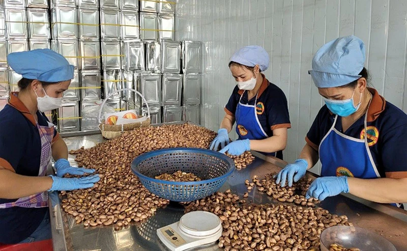 Chế biến hạt điều xuất khẩu tại Công ty TNHH Hồng Đức (huyện Đắk R'lấp, tỉnh Đắk Nông). (Ảnh LÊ DUNG)