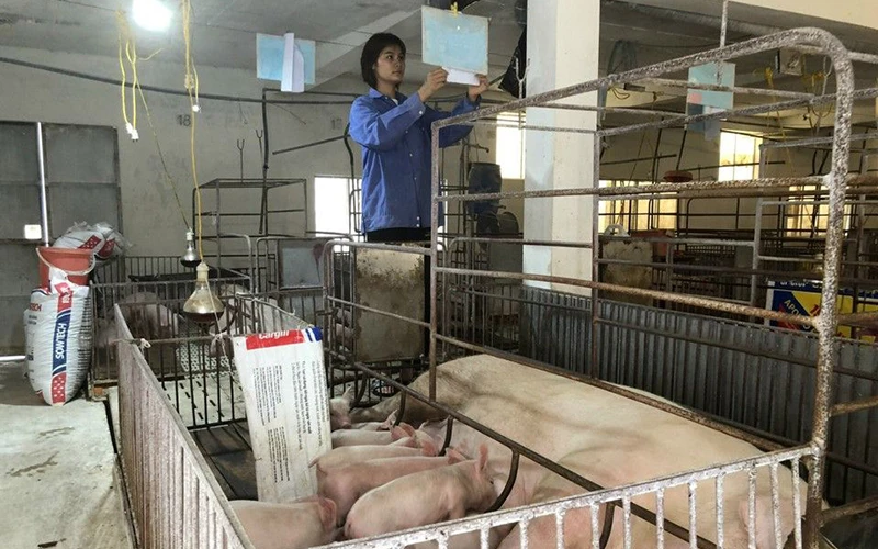 Chăm sóc đàn lợn tại Hợp tác xã Hoàng Long (huyện Thanh Oai, Hà Nội).