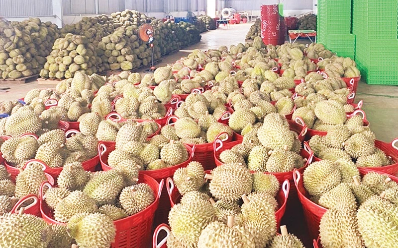 Số diện tích sầu riêng tại Đắk Nông được cấp mã vùng trồng phục vụ xuất khẩu chỉ có 644,87 ha/4.105 ha diện tích cho sản phẩm, sản lượng ước đạt 7.378,3 tấn.