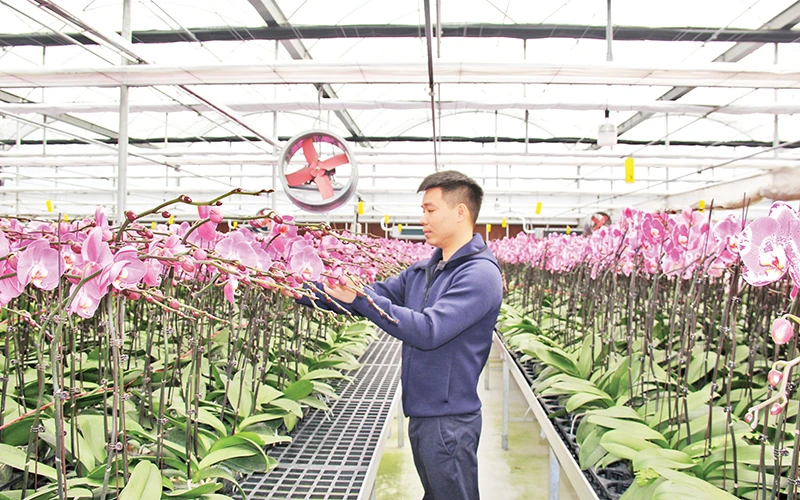 Ứng dụng công nghệ cao trong sản xuất hoa lan ở huyện Văn Giang, tỉnh Hưng Yên.