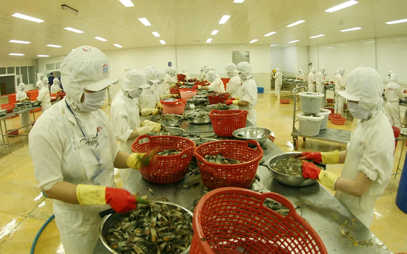 Chế biến thủy sản xuất khẩu tại Công ty cổ phần Chế biến thủy sản xuất nhập khẩu Kiên Cường, tỉnh Kiên Giang. (Ảnh TRẦN TUẤN)