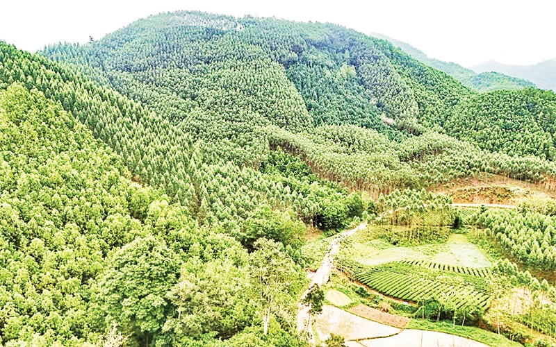 Từ năm 2022 trở về trước, tỉnh Thái Nguyên đã trồng hơn 550 ha rừng thay thế.