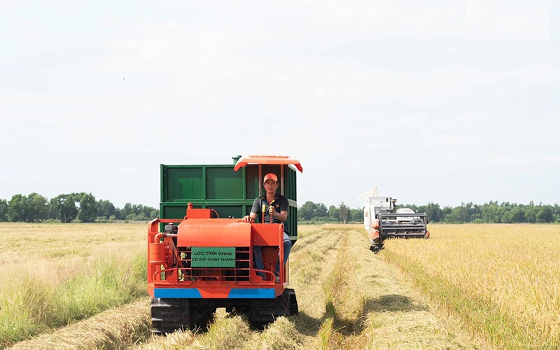 Thu hoạch lúa trên cánh đồng liên kết của Công ty cổ phần tập đoàn Lộc Trời (An Giang). (Ảnh MINH ANH)